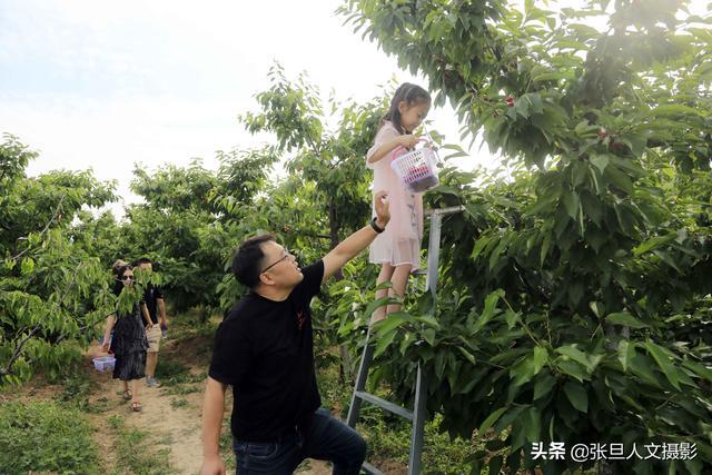 贫瘠的小山村13年前种了樱桃树如今富裕了姑娘们抢着要嫁过来(图1)