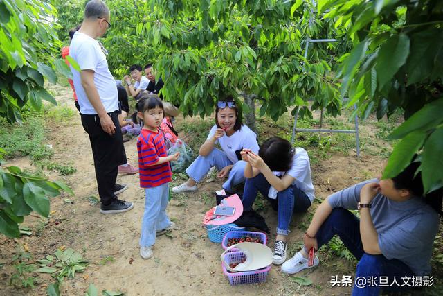 贫瘠的小山村13年前种了樱桃树如今富裕了姑娘们抢着要嫁过来(图2)