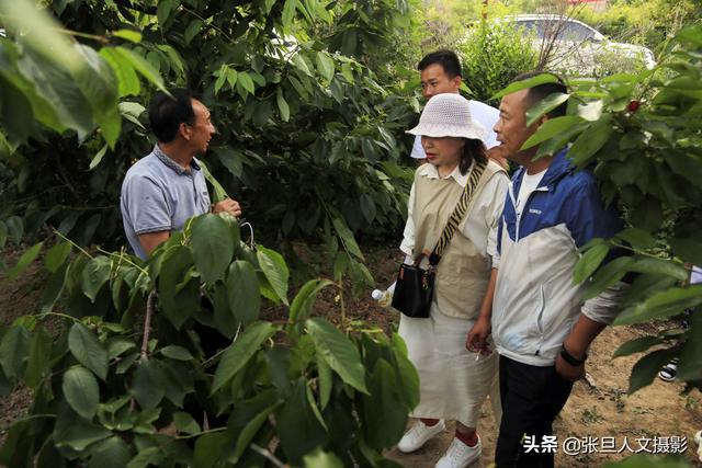 贫瘠的小山村13年前种了樱桃树如今富裕了姑娘们抢着要嫁过来(图3)