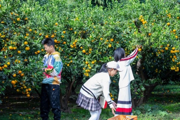 博鱼彩票高甜预警！魔都摘橘好去处来了约上小伙伴走起→(图8)