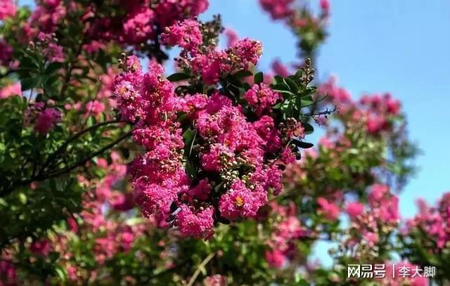 家里有院子种棵紫薇花树好看好打理花期还长(图6)