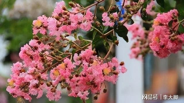 家里有院子种棵紫薇花树好看好打理花期还长(图7)