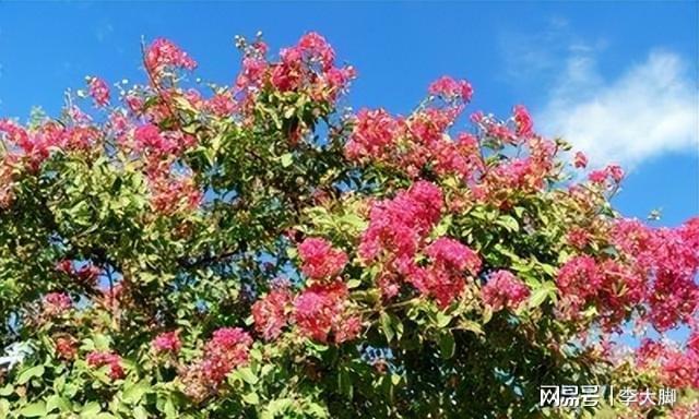 家里有院子种棵紫薇花树好看好打理花期还长(图5)