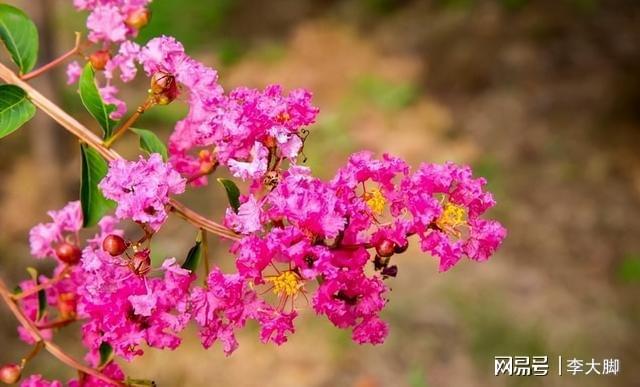 家里有院子种棵紫薇花树好看好打理花期还长(图1)