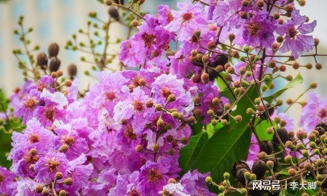 家里有院子种棵紫薇花树好看好打理花期还长(图4)