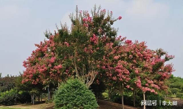 家里有院子种棵紫薇花树好看好打理花期还长(图3)