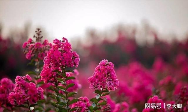 家里有院子种棵紫薇花树好看好打理花期还长(图8)