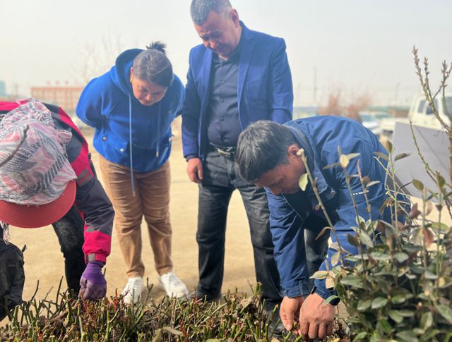 库尔勒市：苗木市场迎来了销售旺季(图1)