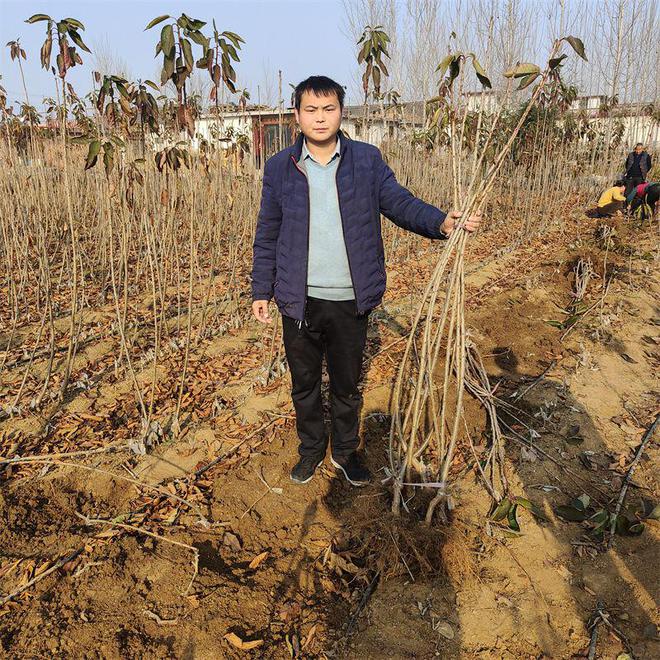 美早樱桃树苗：抗寒性强适应北方气候、种植经济效益超高(图2)