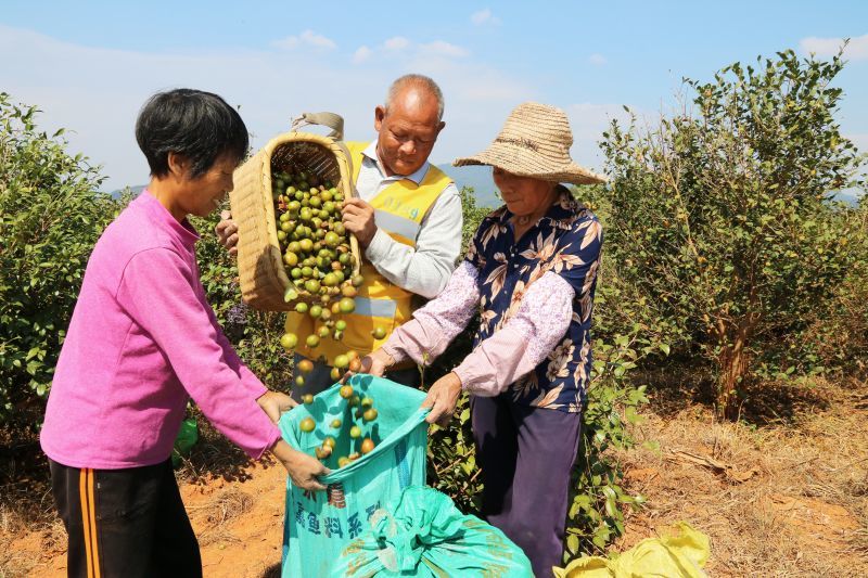 油茶成为江西林农“致富树”(图2)