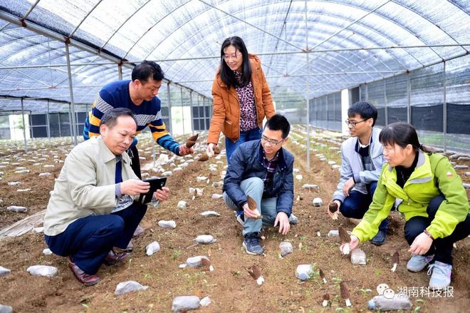 我省多地人工栽培羊肚菌获成功亩收入2万到7万元(图2)