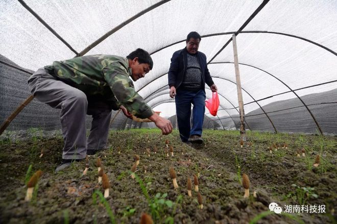 我省多地人工栽培羊肚菌获成功亩收入2万到7万元(图9)