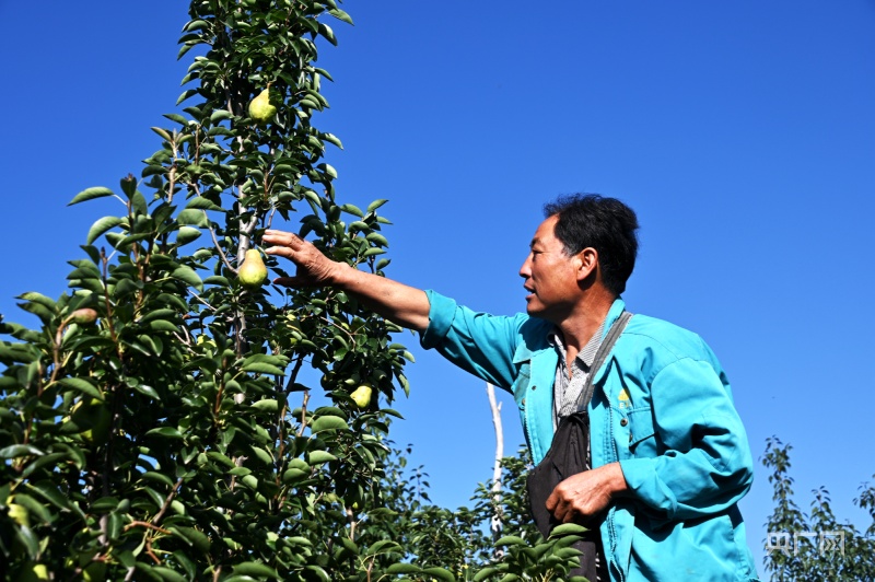 甘肃陇西：梨果香飘振兴路(图3)