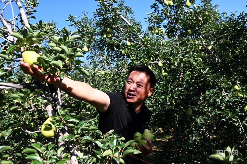 甘肃陇西：梨果香飘振兴路(图2)