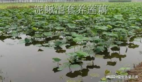 博鱼彩票分享几个能落地利润高的特色种植项目年入几万很轻松(图7)