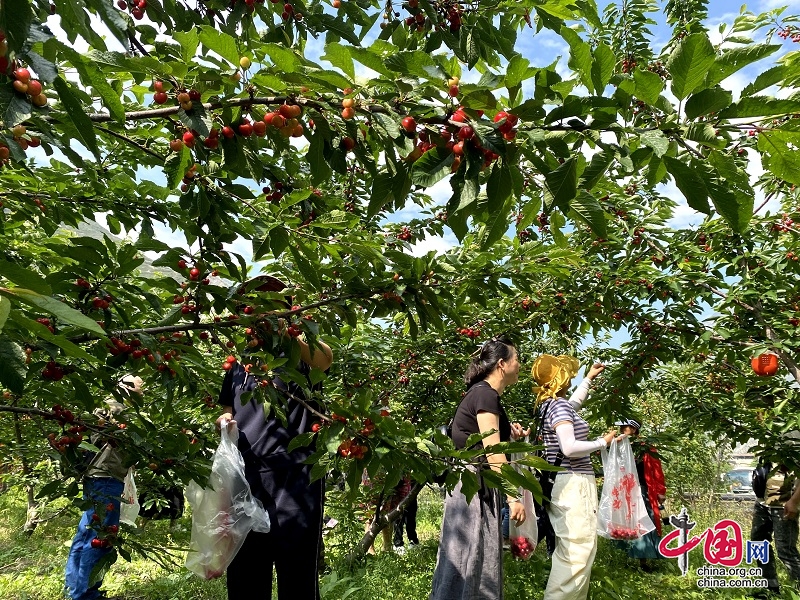 汶川甜樱桃成熟上市：游客开启果园采摘模式(图1)