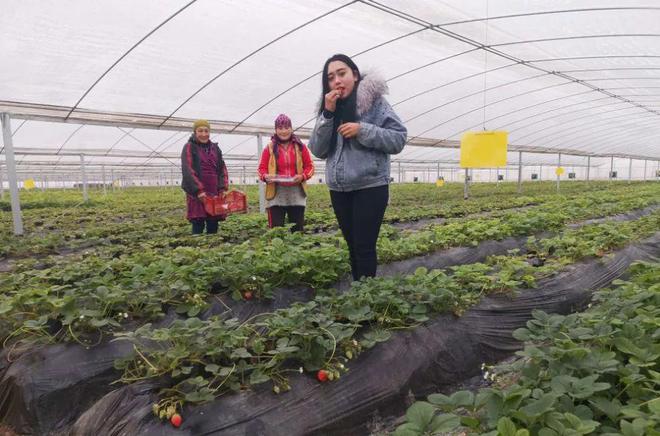 博鱼彩票中国草莓之乡九大草莓采摘地就在家门口走起！(图5)