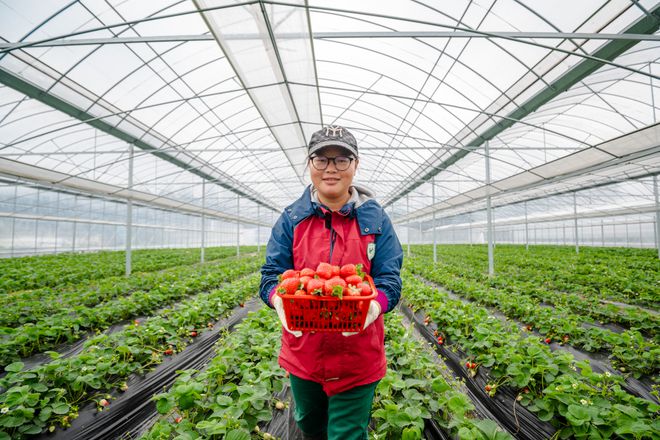 博鱼彩票中国草莓之乡九大草莓采摘地就在家门口走起！(图13)