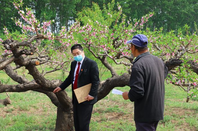 壹现场｜种了20多年的果园面临强执 法官“献计”：收成后果子归主人土地再归还(图3)