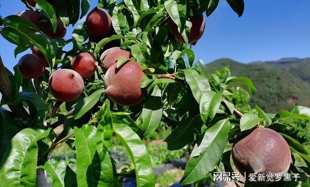 博鱼彩票家中还有田地的此树不要错过建议多种几棵市场前景较好(图7)