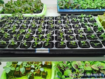 无土栽培助力每个有种植需求的家庭实现蔬菜自给自足！(图1)