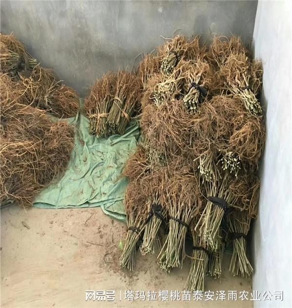 博鱼彩票无籽大十果桑树苗报价 香金葚果桑苗品种的特点介绍(图1)