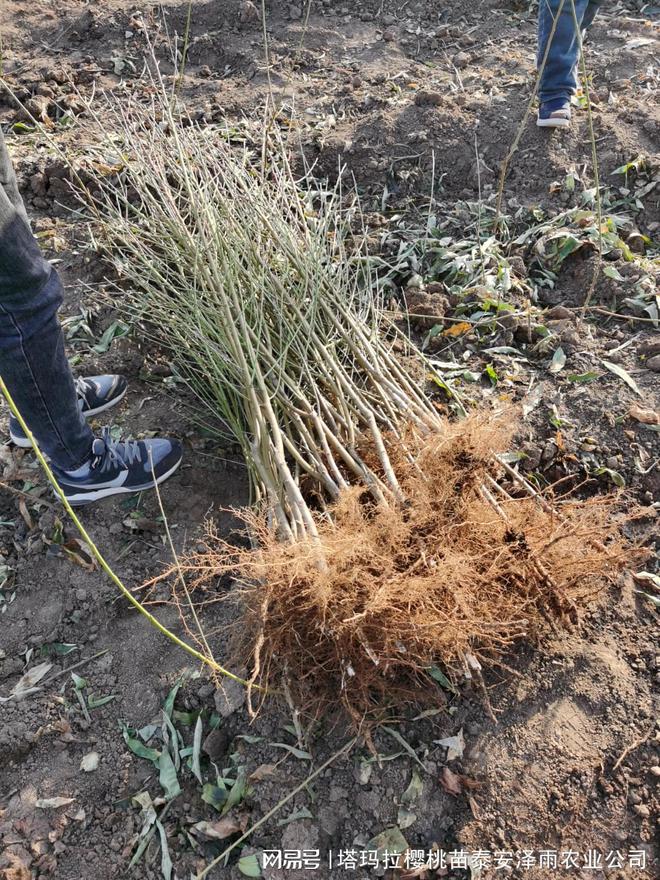 1年生金秋红蜜桃苗报价 金秋红蜜桃苗特点介绍(图1)