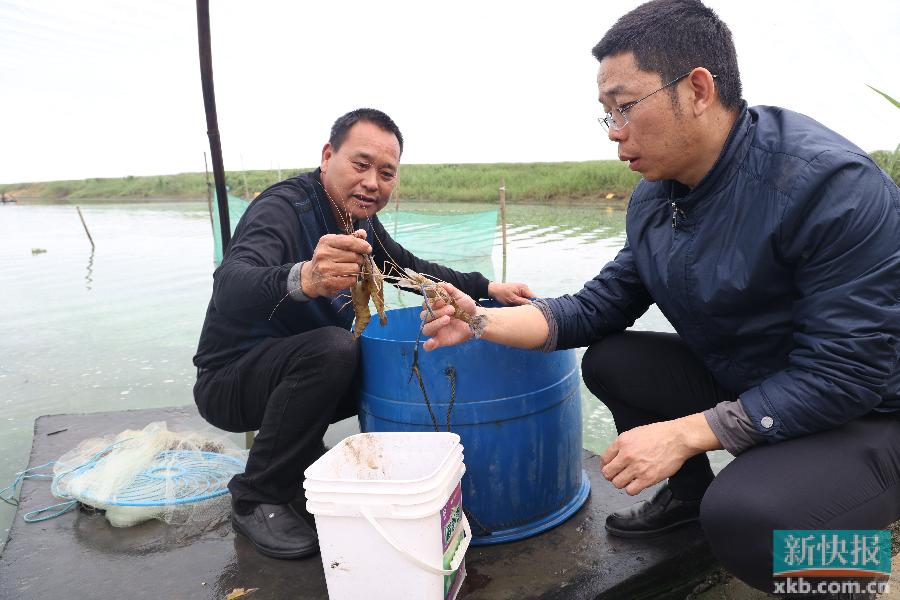 博鱼彩票驻汕尾市海丰县赤坑镇帮镇扶村工作队：“深”耕乡村沃土 “圳”兴特色产业(图4)