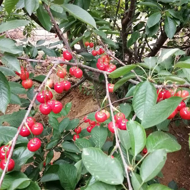 齐早樱桃苗要科学合理种植给果农朋友讲一下如何科学合理(图2)