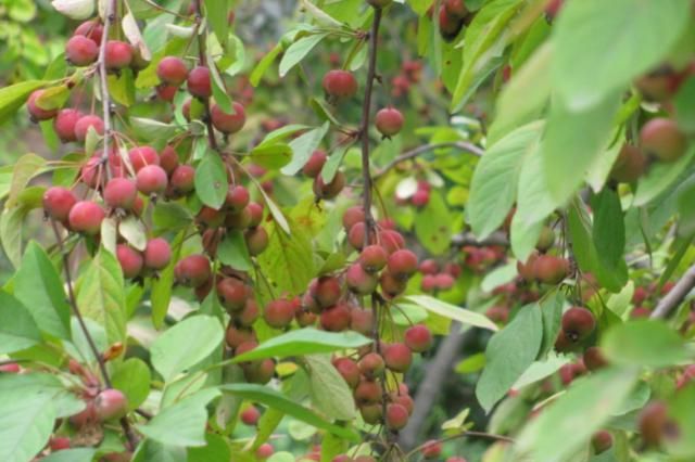 博鱼彩票这种果实营养不输苹果南方人种植采摘吃北方人种植只观赏(图3)