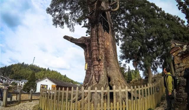 博鱼彩票中国最“特殊”的树至今1500年内部已空靠钢筋营养液活着(图5)