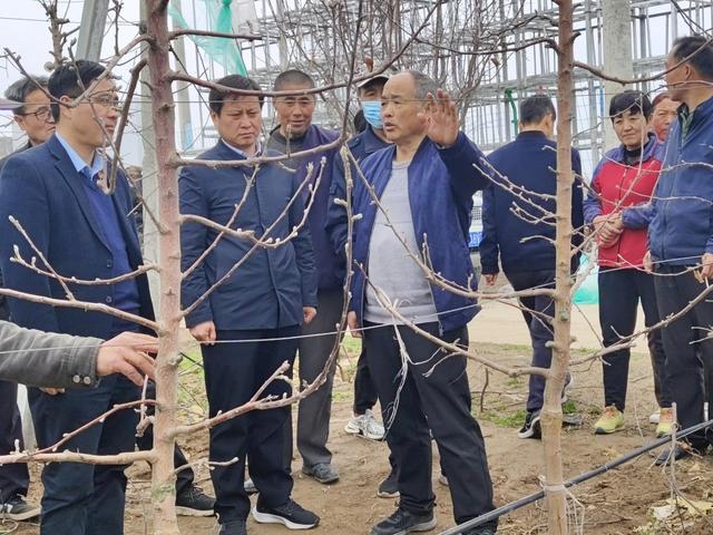 博鱼彩票提升果农种植技术大力增加农户收入｜中国人寿保险咸阳分公司特邀果树种植研究(图2)