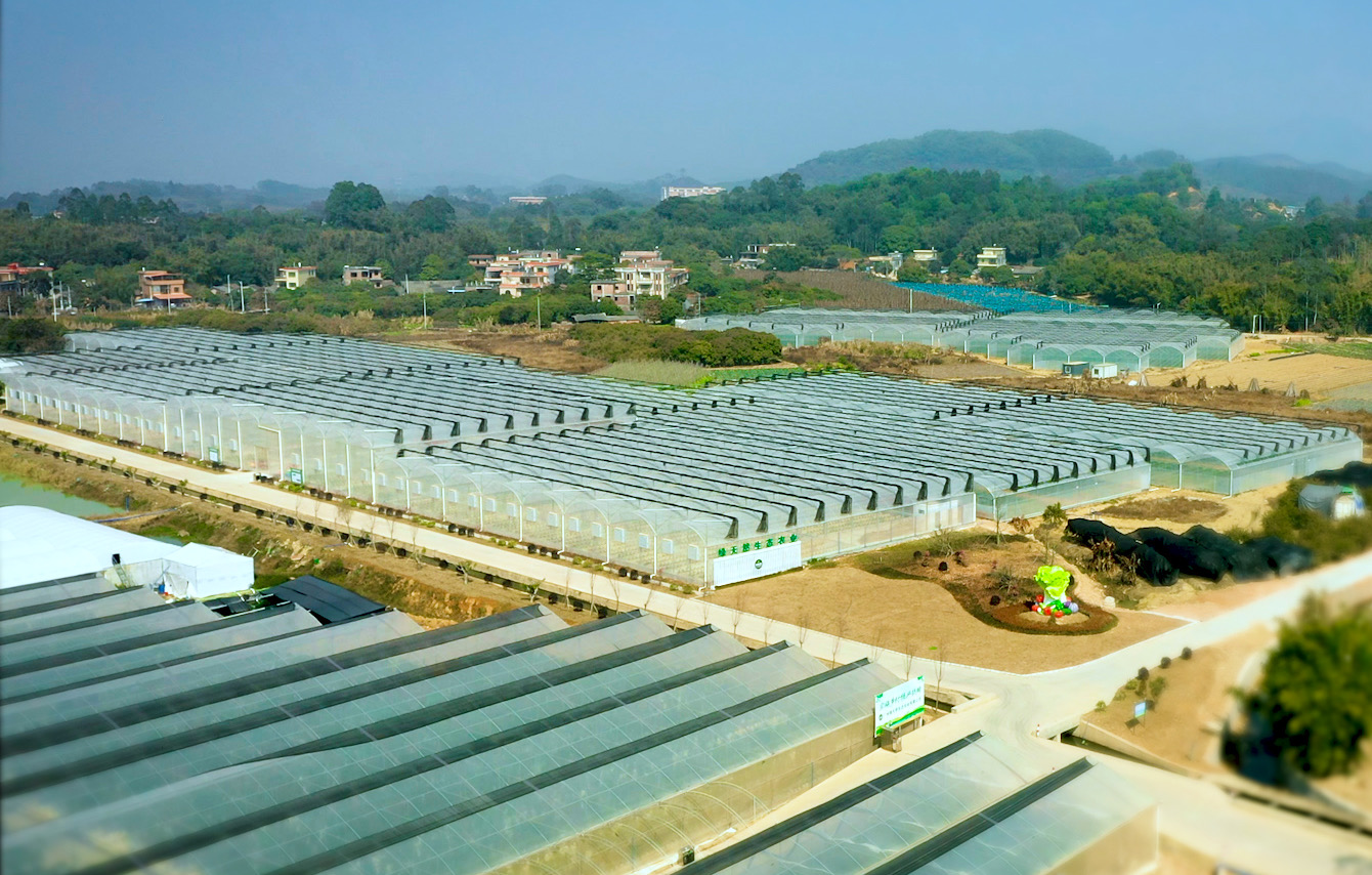 广州增城这家水培种植基地蔬菜是“喝”山泉水长大的(图3)