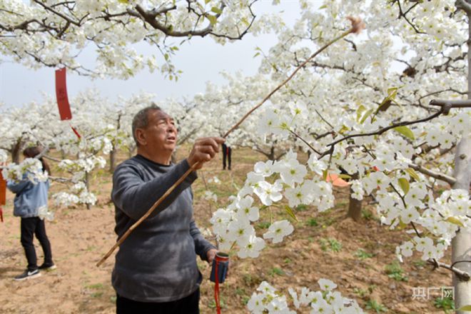 洛阳市孟津区：果农抢抓时机 授粉疏花忙(图3)