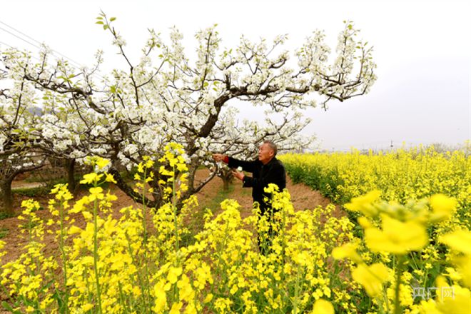 洛阳市孟津区：果农抢抓时机 授粉疏花忙(图1)