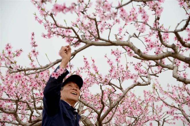 洛阳市孟津区：果农抢抓时机 授粉疏花忙(图4)