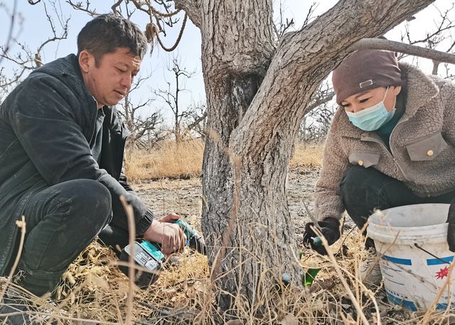 库尔勒：梨树追肥忙 不负好春光(图2)