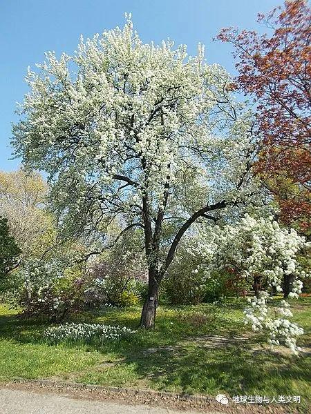 博鱼彩票【植物界全系列】蔷薇科—桃亚科（十五）：杜梨(图3)