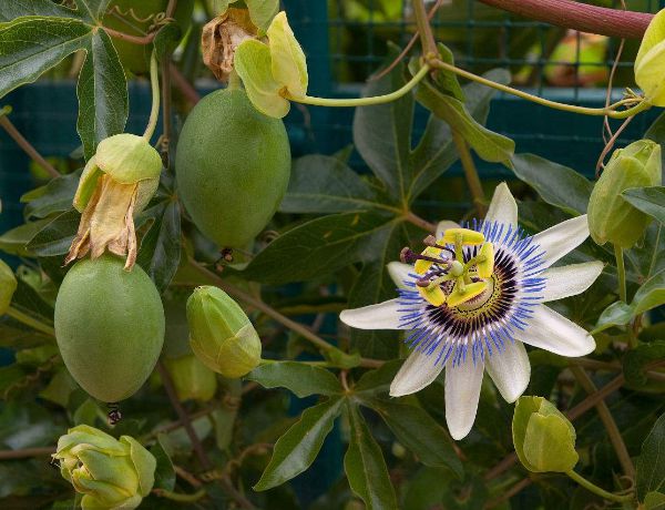 百香果种植什么时候开花？(图1)