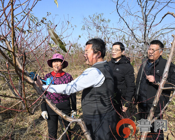 博鱼彩票枣庄市山亭区店子镇：政协委员助力果树冬季管理 促进产业发展(图1)