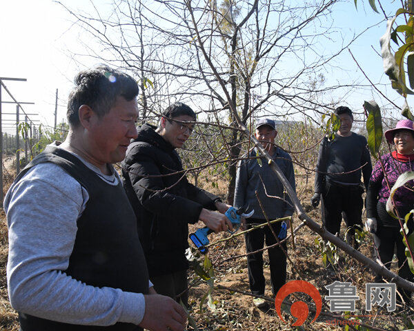 博鱼彩票枣庄市山亭区店子镇：政协委员助力果树冬季管理 促进产业发展(图2)