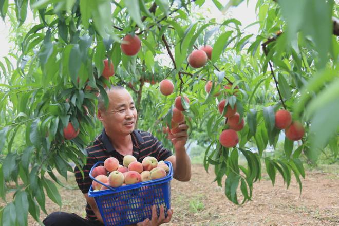 博鱼彩票甜蜜！临安这些采摘地等你来！(图1)