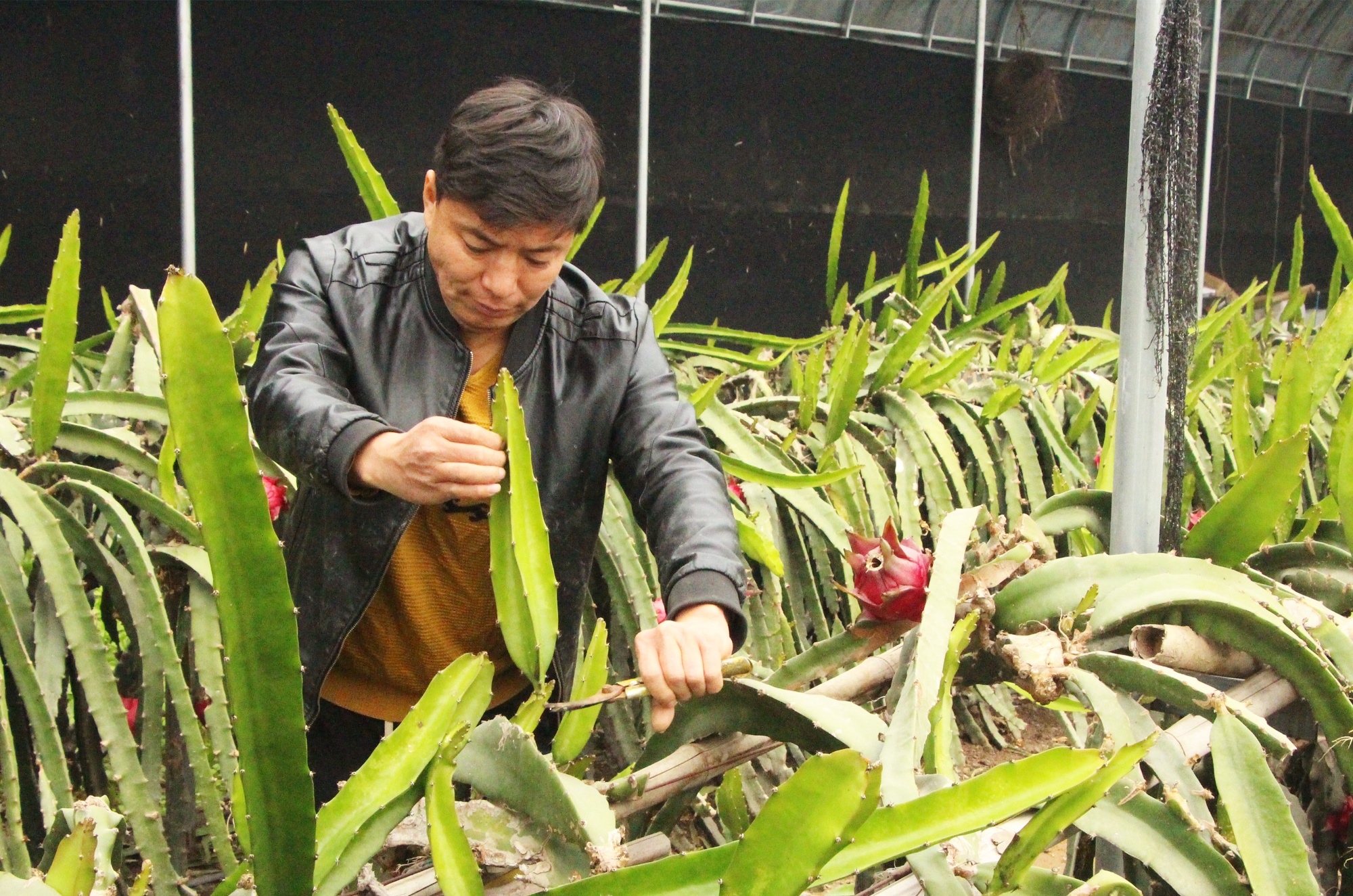 博鱼彩票河北高阳：种植大棚果飘香(图3)