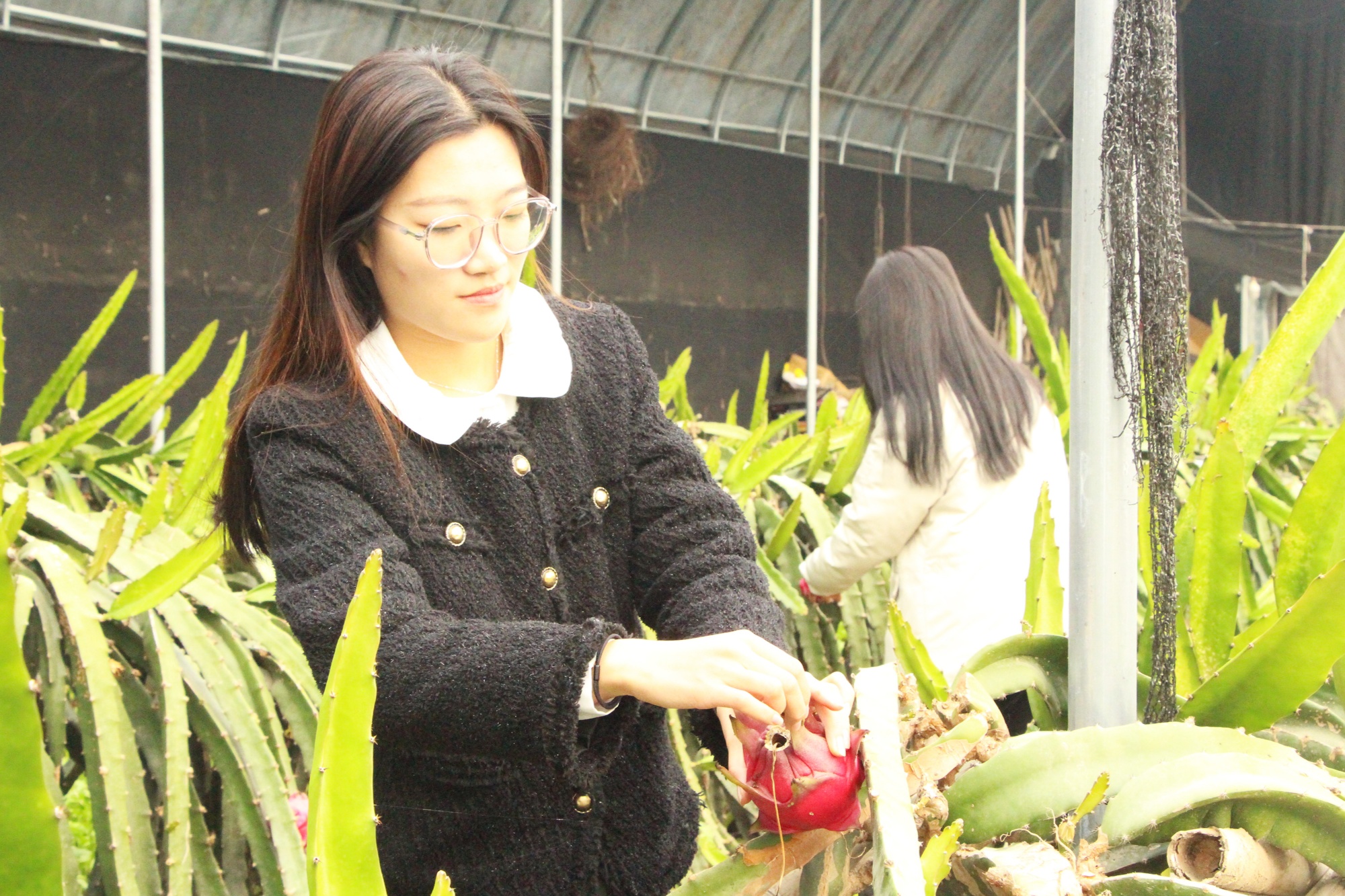 博鱼彩票河北高阳：种植大棚果飘香(图1)