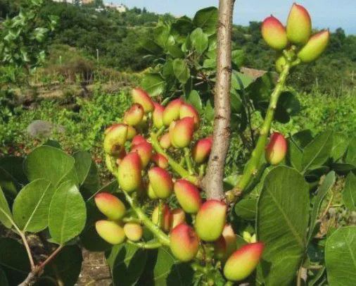 农村少见的植物种植等14年才结果但果实一斤50元很珍贵(图2)