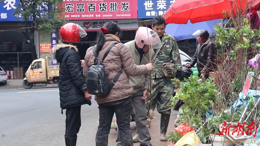 博鱼彩票江华：苗木市场销售旺(图2)