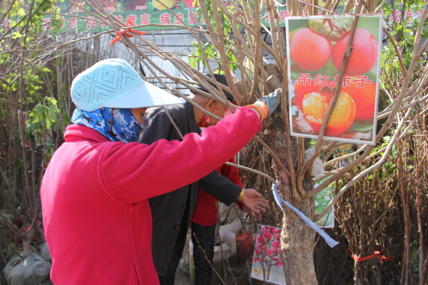 博鱼彩票库尔勒：苗木市场购销两旺(图1)