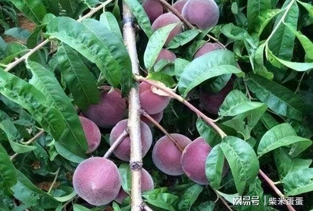 博鱼彩票黑桃皇后太贵？不如自己种耐寒耐热产量很高(图3)