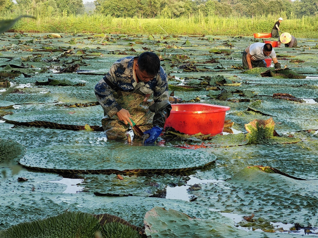 博鱼彩票河南罗山：芡实种植助力乡村振兴芡实丰收绘就乡村新景(图1)