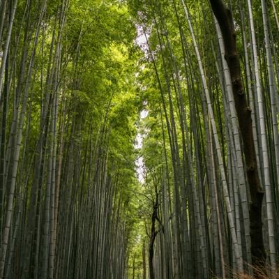 博鱼彩票leyu乐鱼体育官网入口全站(图1)